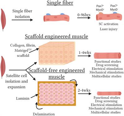 Tissue-Engineered Skeletal Muscle Models to Study Muscle Function, Plasticity, and Disease